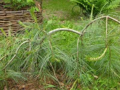        Pinus strobus "Pendula"   ,  !