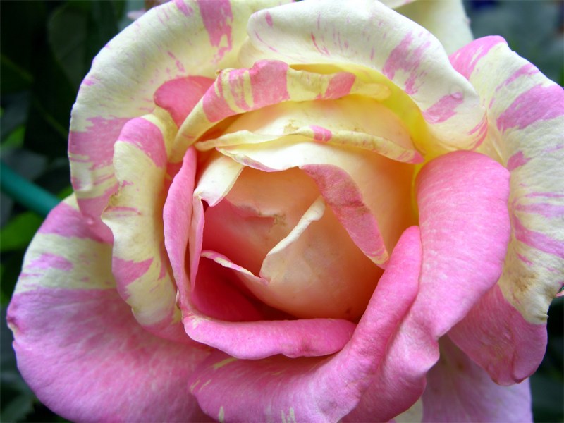    "Rose des Cisterciens"  "Delbard" ()  "Rose des Cisterciens" ,  2007