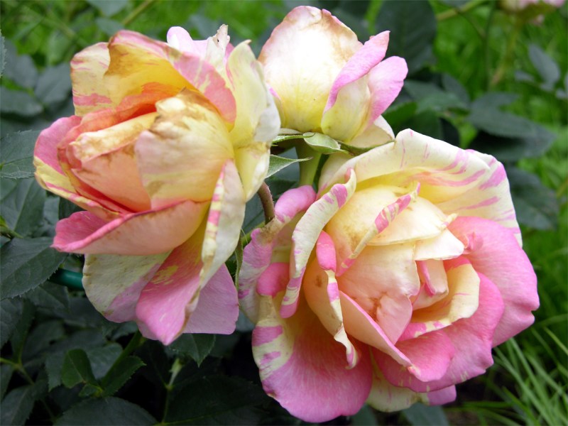    "Rose des Cisterciens"  "Delbard" ()  "Rose des Cisterciens"     