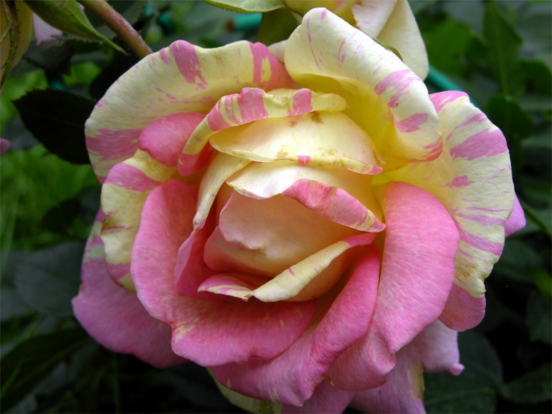    "Rose des Cisterciens"  "Delbard" ()  "Rose des Cisterciens"        
