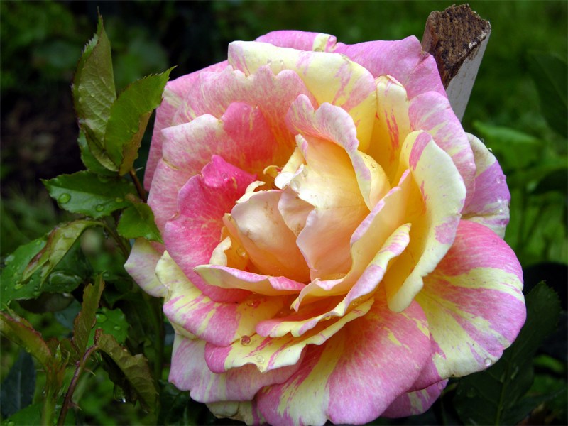    "Rose des Cisterciens"  "Delbard" ()  "Rose des Cisterciens"