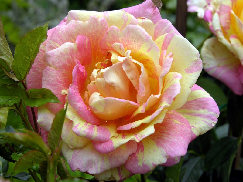    "Rose des Cisterciens"  "Delbard" ()  "Rose des Cisterciens"
