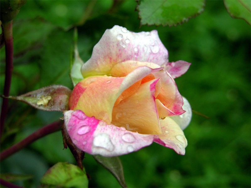   "Rose des Cisterciens"  "Delbard" ()  "Rose des Cisterciens"  