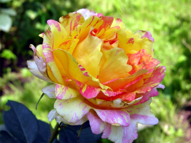    "Rose des Cisterciens"  "Delbard" ()  "Rose des Cisterciens"    ,    !