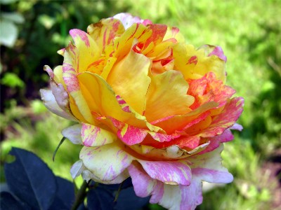    "Rose des Cisterciens"  "Delbard" ()  "Rose des Cisterciens"    ,    !