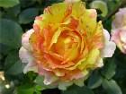  -  "Rose des Ciste ... -  "Rose des Cisterciens"  "Delbard" ()