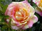 фото - Роза "Rose des Cisterciens" "Да... Имедж поменялся совсем! - Роза "Rose des Cisterciens"  "Delbard" (Франция)