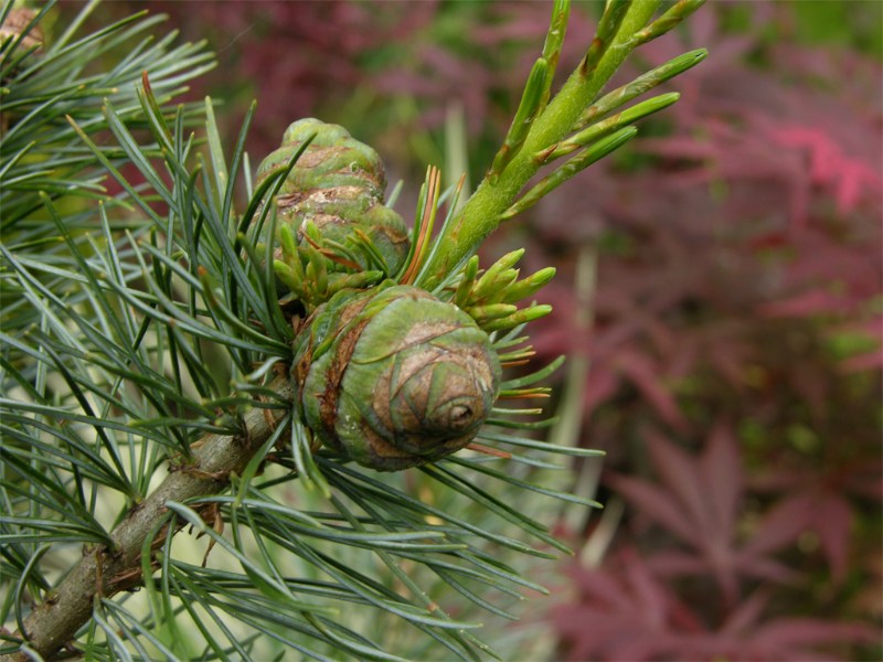        Pinus parviflora Glauca  Acer palmatum    ,        !
