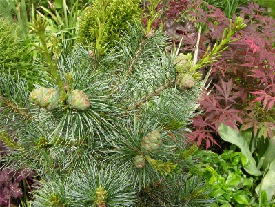        Pinus parviflora Glauca  Acer palmatum
