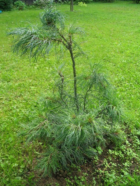        Pinus strobus "Tortuosa" ,  2005 .