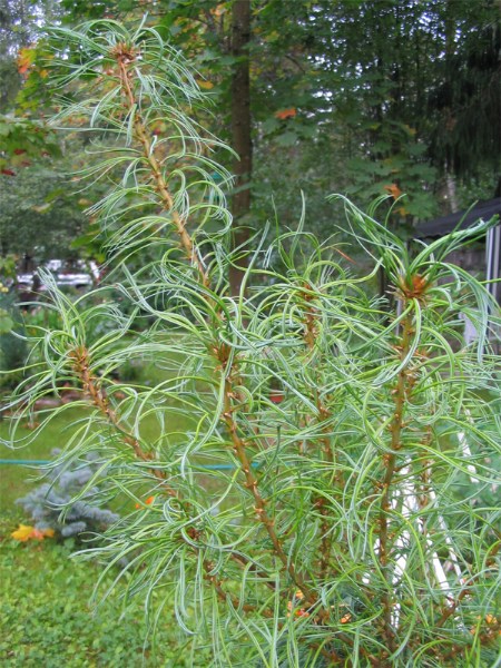        Pinus strobus "Tortuosa" " "