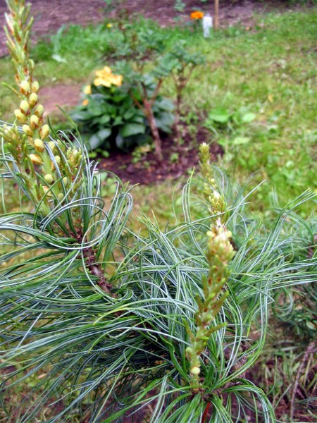        Pinus strobus "Tortuosa"   2006 .