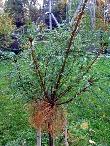        Pinus strobus "Tortuosa"  2005 .      .