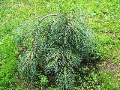        Pinus strobus "Pendula" . ,  2005 .