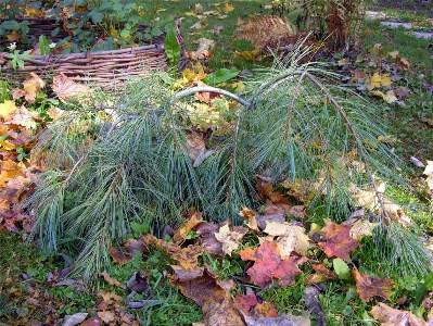        Pinus strobus "Pendula"  2006 .