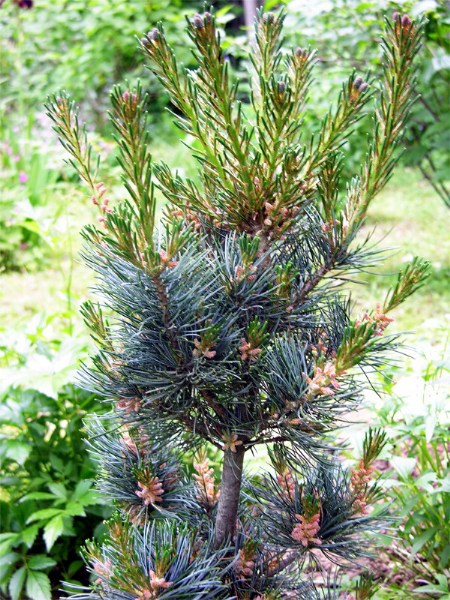        Pinus parviflora Glauca       2006 .