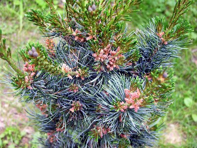        Pinus parviflora Glauca       2006 .