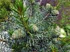  - Pinus parviflora Gla ... -     