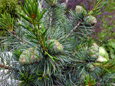        Pinus parviflora Glauca        2007 