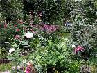 фото - Роза "Benjamin Britten" в интерьере моего сада - Роза "Benjamin Britten" (Austin 2001)