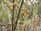 фото - Prunus triloba   Мал ... - Деревья и кустарники