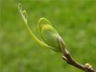  - Liriodendron tulipif ... -  ,     L.tulipifera L.