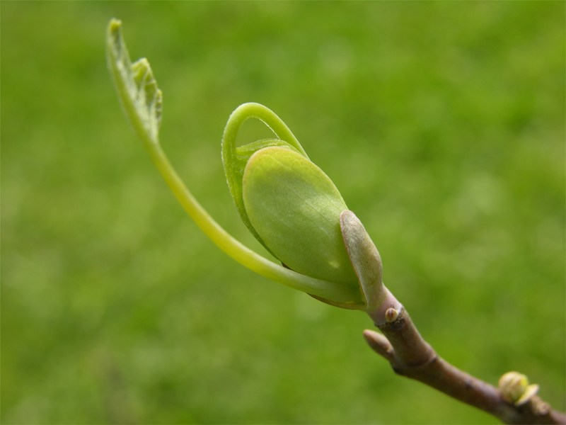    ,     L.tulipifera L. Liriodendron tulipifera !    2007-2008 ...      !:))
