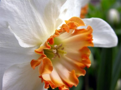    Narcissus " Ring of Fier "   ...