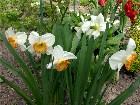  - Narcissus " Ring of  ... - 