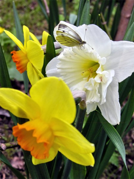    Narcissus "Hollywood"    