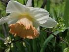 - Narcissus "Pink Char ... - 