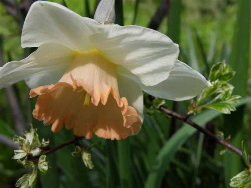    Narcissus "Pink Charm"   
