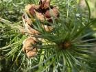  - Pinus parviflora Gla ... -     