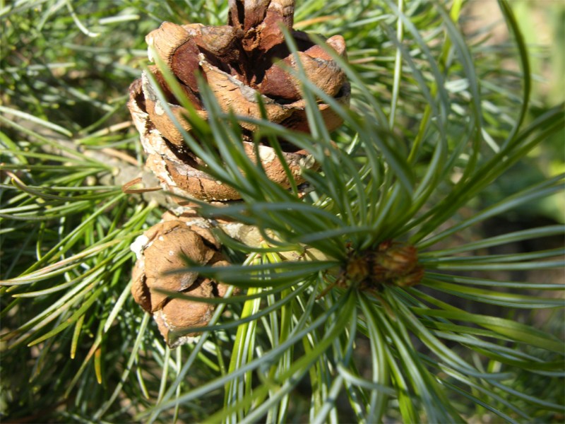        Pinus parviflora Glauca    2008