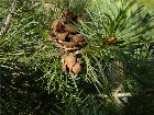        Pinus parviflora Glauca    .   ,  ! ?
