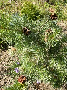        Pinus parviflora Glauca       .     .