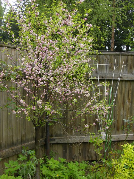      Prunus triloba          