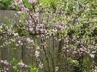 фото - Prunus triloba   Зац ... - Деревья и кустарники