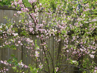      Prunus triloba     !      :((
