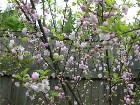 фото - Prunus triloba - Деревья и кустарники