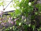  - Prunus triloba   ... - 