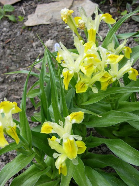      (Iris botanical bucharica)   !