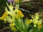        Iris botanical bucharica