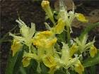 фото - Ирис ботанический   Iris botanical bucharica   Дождик сделал его почти прозрачным - Ирисы