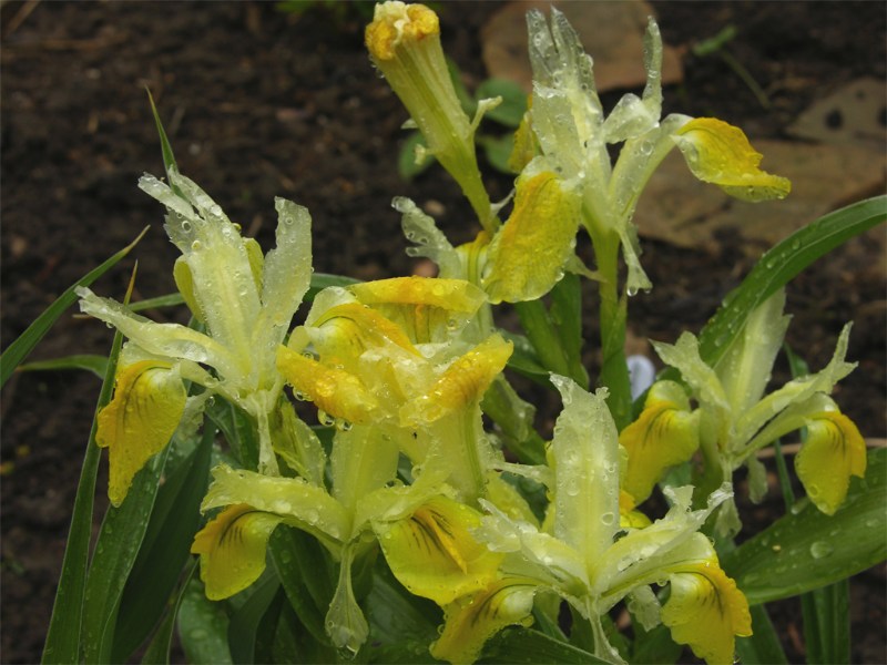        Iris botanical bucharica       