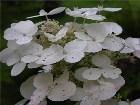  - Hydrangea paniculata ... - Hydrangea paniculata "Early Sensation"