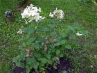  - Hydrangea paniculata ... - Hydrangea paniculata "Early Sensation"