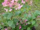 фото - Hydrangea paniculata "Early Sensation" Фотка плохая, но показывает, какой цвет у стер. цветов стал в сентябре - Hydrangea paniculata "Early Sensation"