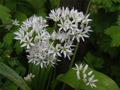     Allium ursinum,  ,  , ́