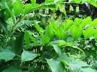        Polygonatum latifolium     